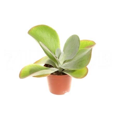 Каланхое тирсифлора