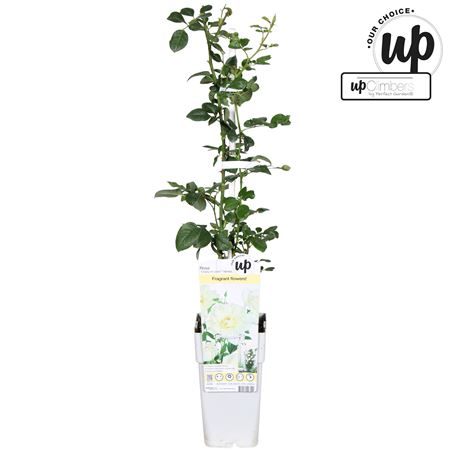 Rosa Climbing Crazy In Love Vanilla