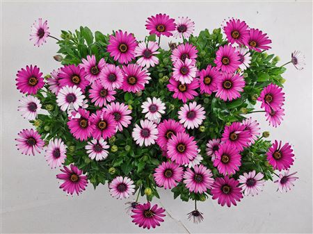 Osteospermum Linda