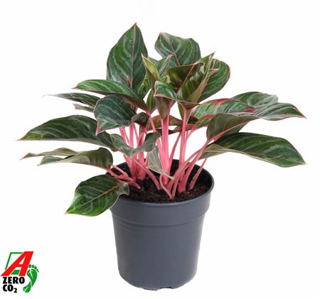 Aglaonema Princess