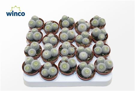 Notocactus Scopa