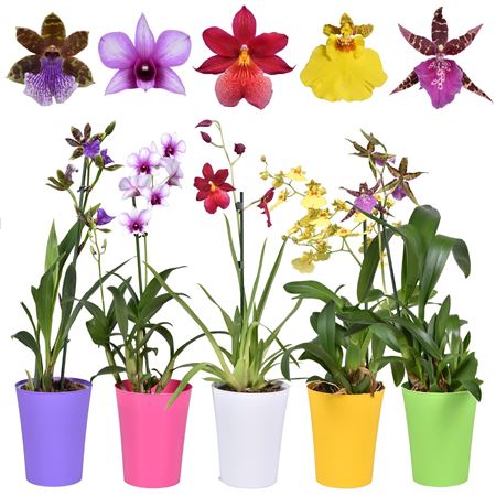 Orchid 1st Mix Budget Short In Colour Pot
