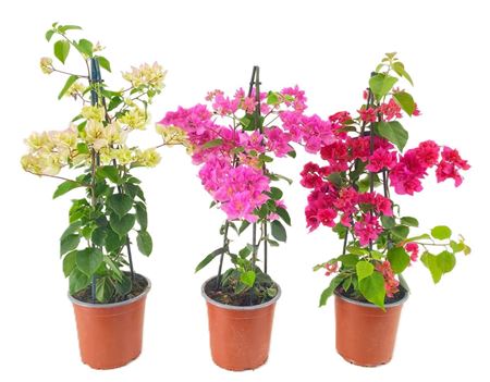 Bougainvillea