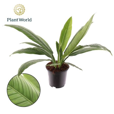 Philodendron Campiii