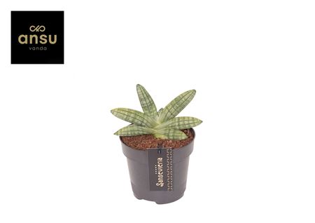 Sansevieria Inti Mini