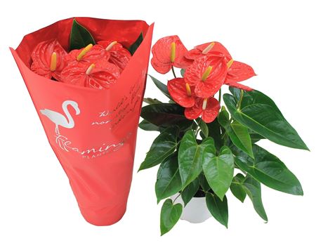 Anth An Mauii Red 6+