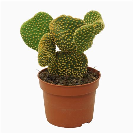 Opuntia Cristata