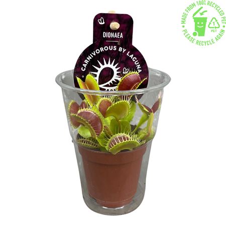 Dionaea Muscipula In Beker With Label
