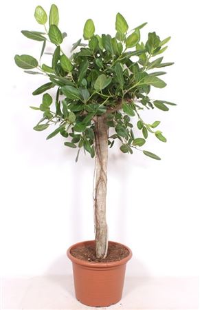 Ficus Benghalensis