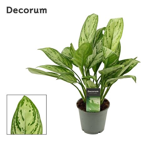 Aglaonema Christina (decorum)