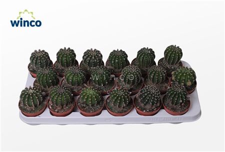 Echinopsis Eriesii