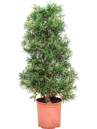 Podocarpus Macrophyllus
