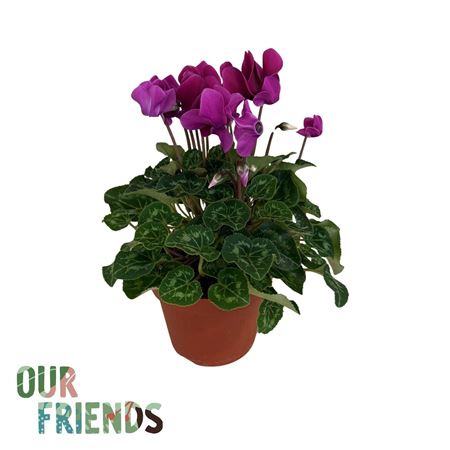 Cyclamen Dark Violet Elegante