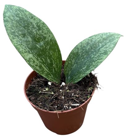 Hoya Rangsang