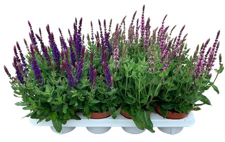 Salvia Mix
