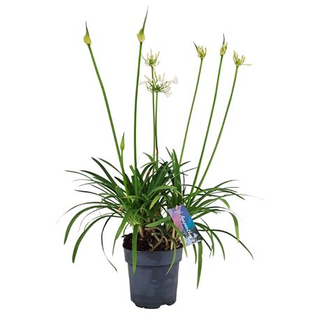 Agapanthus Pitchoune White