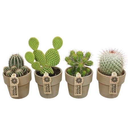 Cactus Mix In Grey Pot