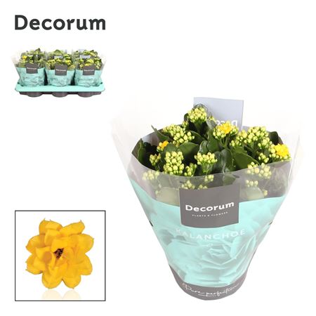 Kal Cal Yellow (decorum)