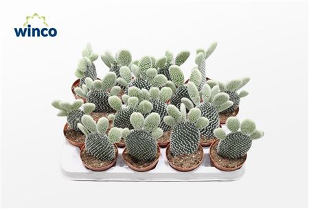 Opuntia Microdasys Albispina