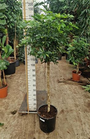 Schefflera Gold Capella On Stamm