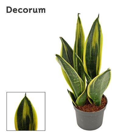 Sansevieria Golden Flame