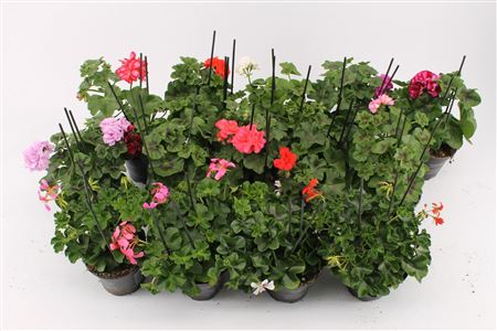 Pelargonium Pelt Mix