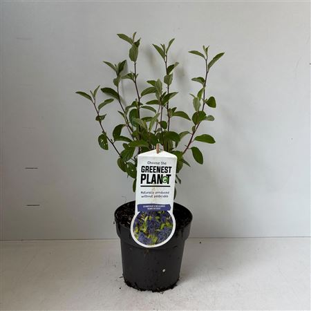 Ceanothus Del Henry Défossé
