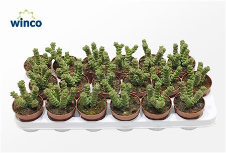 Crassula Marneriana (jade)