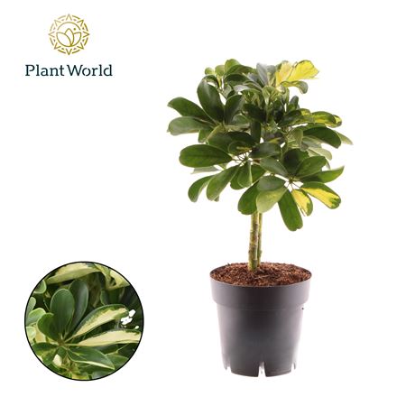 Schefflera Gold Capella On Stem.