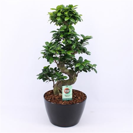 Ficus Ginseng S-type In Zwart Keramiek Met Bark