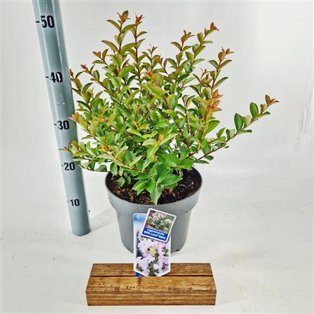 Lagerstroemia Indica With Love Babe