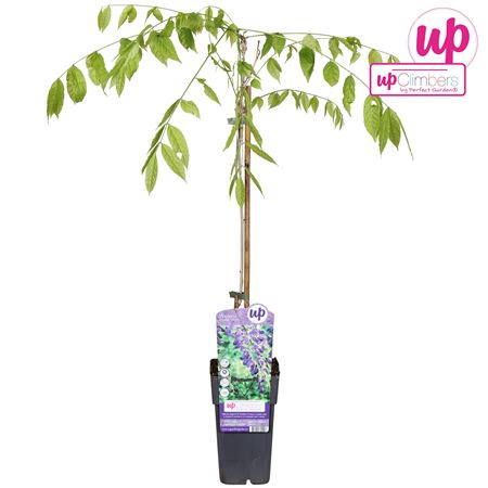 Wisteria Sin Prolific