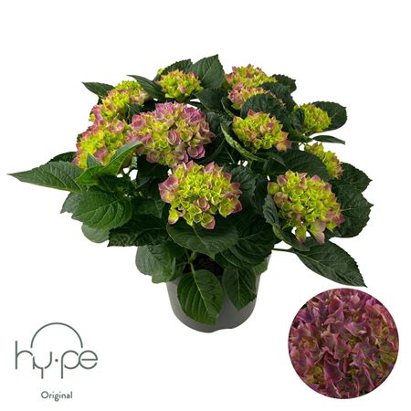 Hydrangea Ma Mophead Purple 10+ (hy-pe)