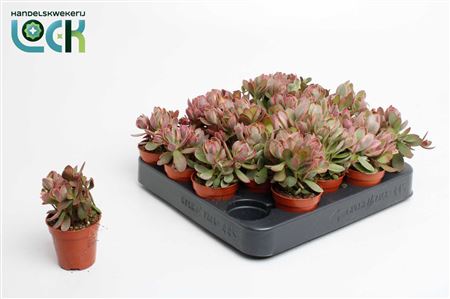 Crassula Moneymaker Varigata