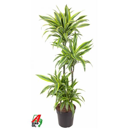Drac Lemon Lime 90-60-30-15