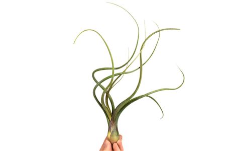 Tillandsia Bailey