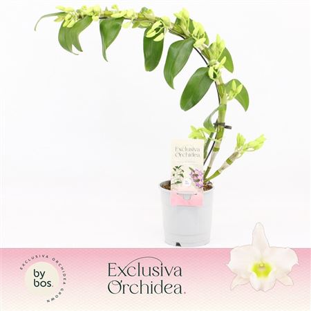 Dendr Nob 1st Boomerang Apollon Exclusiva Orchidea