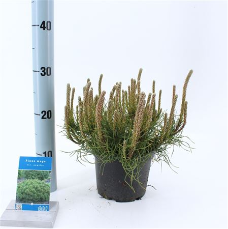 Bonsai Pinus Mugo Pumilio S-shape With Drip Tray