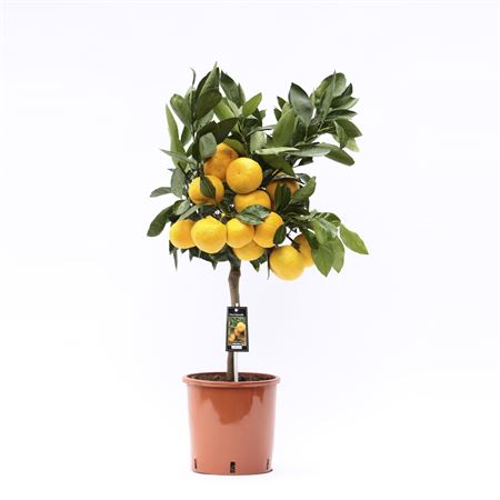 Citrus Satsuma On Stem