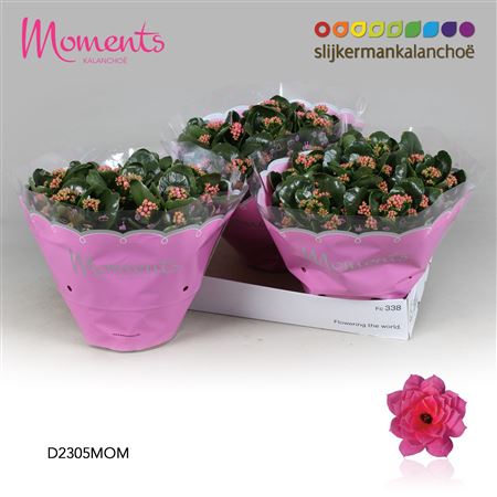 Kal Cal Moments Pink
