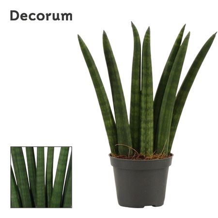 Sansevieria Cylindrica Fan (decorum)