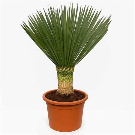 Yucca Rostrata Blue Swan.