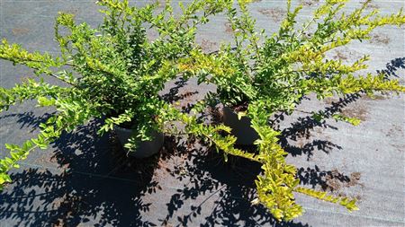 Lonicera Nitida Maigrün