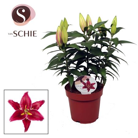 Lilium Or Magny Cours 5pp