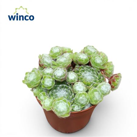 Sempervivum Arachnoidum