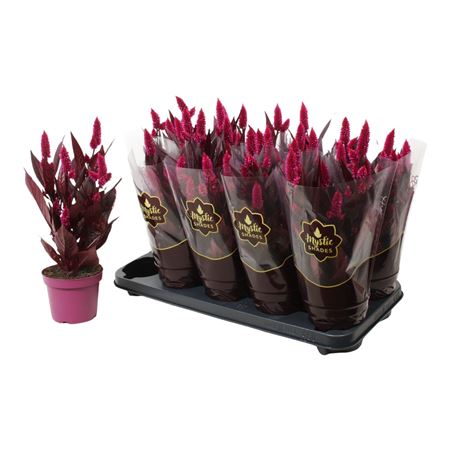 Celosia Mystic Shades In Sleeve