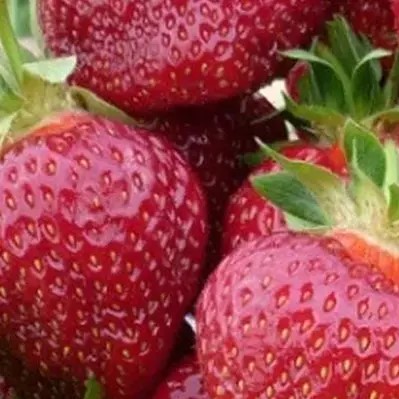 Земляника Вима Тарда