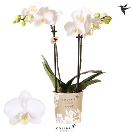 Phal 2st Alaska 40+ (ok)