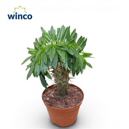 Pachypodium Lamerei Cristata (grafted)