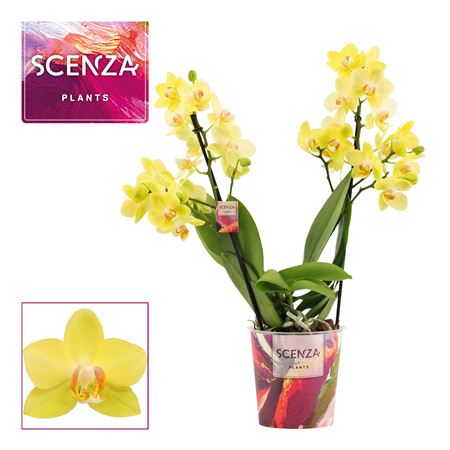 Phal Multi 2st Albenga (scenza)